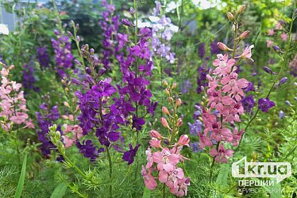 Облачно и мелкий дождь: погода в Кривом Роге 17 мая