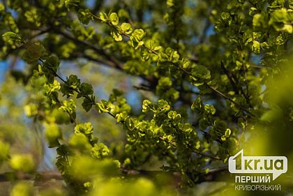 Облачно и до +28 °С: погода в Кривом Роге на выходных