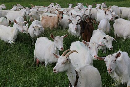 Как криворожанам получить 2 тысячи гривен за домашних животных