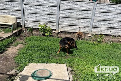 В Кривом Роге собаку спасли из водопроводного люка
