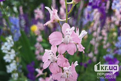 Какая погода будет в Кривом Роге 1 июня