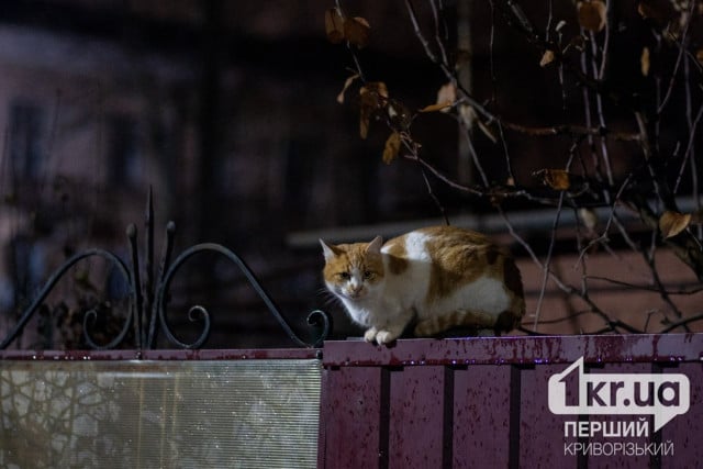 Какой будет погода в Кривом Роге в понедельник 13 января