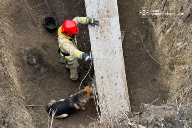 На Дніпропетровщині рятувальники визволили з пастки трьох собак