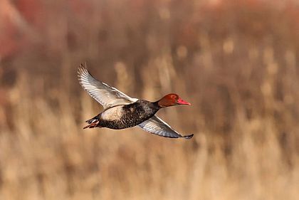Редкая находка в Кривом Роге: фотограф зафиксировал птицу, которая внесена в Красную книгу