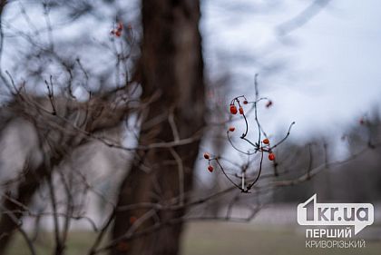 Дождь и мокрый снег: погода в Кривом Роге 18 января