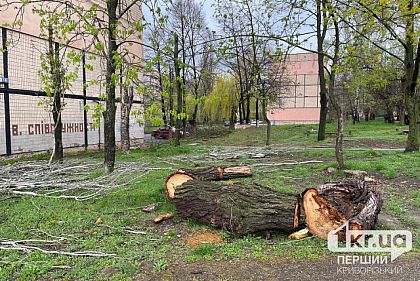 Куда обращаться криворожанам, чтобы удалить аварийные деревья