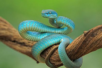 Днепропетровщина занимает первое место среди областей по количеству случаев укусов змей