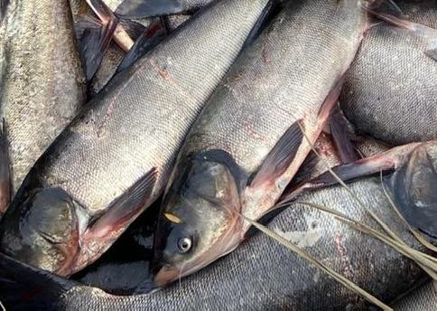 Возле водоема на Криворожье нашли почти 300 килограммов бесхозной рыбы