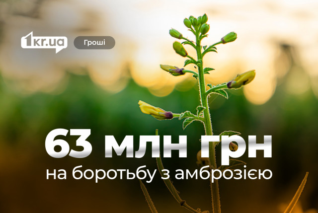 В Кривом Роге на борьбу с амброзией потратили больше, чем планировали
