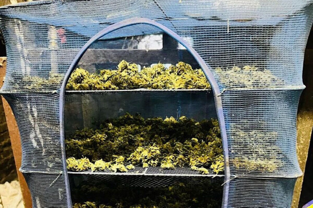 В Никопольском районе женщина хранила почти 2 кг конопли: дело передано в суд