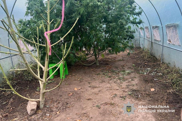 Выращивала коноплю во дворе: полиция разоблачила жительницу Днепропетровщины