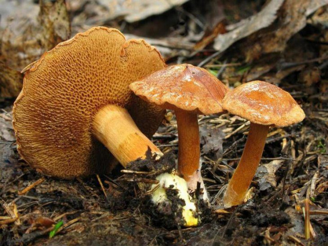 Ребенок из Криворожского района отравился грибами