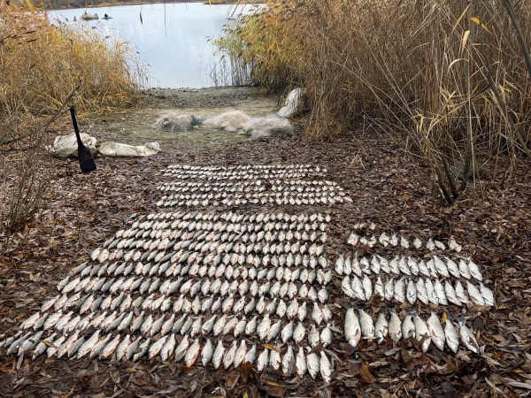 браконьеры выловили более 500 рыб незаконно выловленная рыба