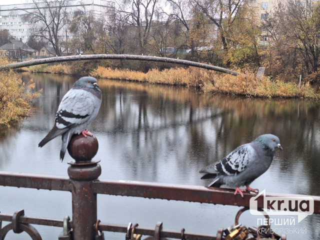 Какую погоду ждать криворожанам 23 ноября