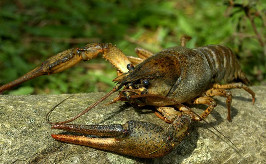 Криворожанам напоминают — какой штраф за незаконно выловленных раков