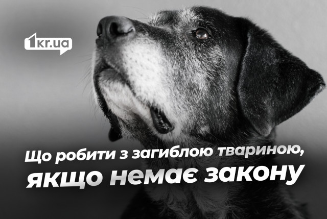 Кладбище или кремация: могут ли криворожане правильно похоронить домашних животных