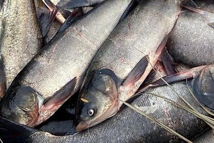 Возле водоема на Криворожье нашли почти 300 килограммов бесхозной рыбы