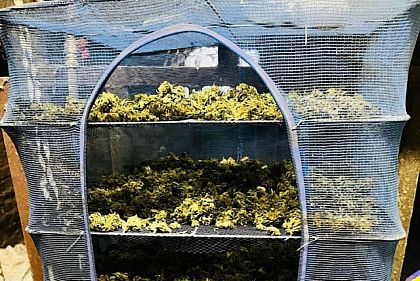 В Никопольском районе женщина хранила почти 2 кг конопли: дело передано в суд