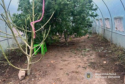 Вирощувала коноплі у дворі: поліція викрила мешканку Дніпропетровщини
