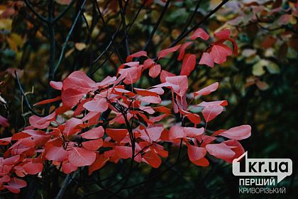 Яку погоду прогнозують у Кривому Розі 15 листопада