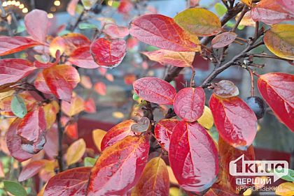 Какую погоду ждать криворожанам 16 ноября