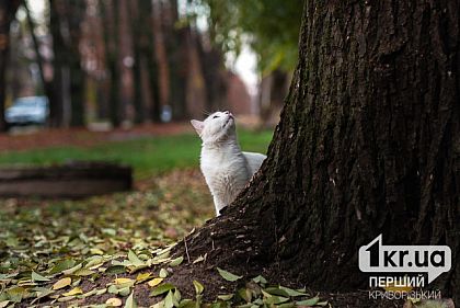 Погода у Кривому Розі на останній тиждень листопада