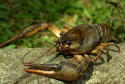 Криворожанам напоминают — какой штраф за незаконно выловленных раков