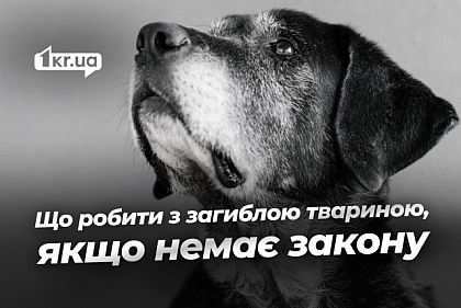 Кладбище или кремация: могут ли криворожане правильно похоронить домашних животных