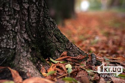 Погода в Кривом Роге на 28 ноября