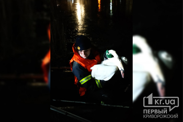 Пожарные спасли лебедя на берегу реки в Кривом Роге