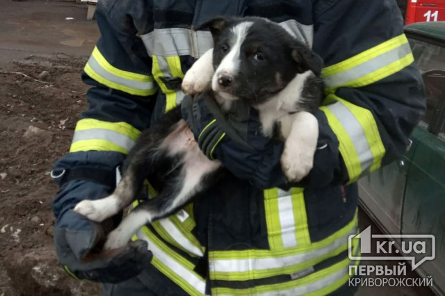 Пожарные спасли щенка
