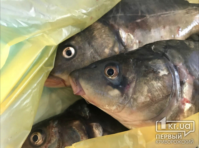 З 1 квітня на Дніпропетровщині забороняють вилов риби
