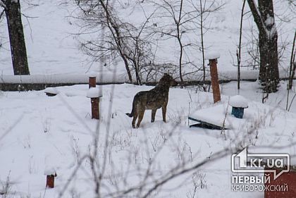 Ухудшение погоды: в Кривом Роге ожидается снегопад