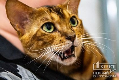 Эльфы и абиссины: выставка кошек в Кривом Роге