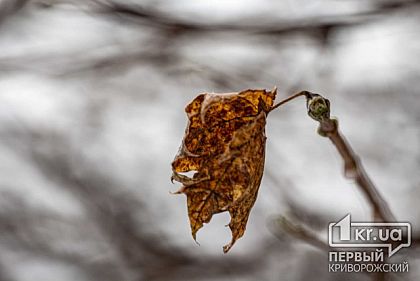 В Кривом Роге из-за сильного ветра объявлено штормовое предупреждение
