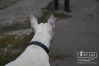Бродячие собаки несколько раз нападали на жителей Макулана, — криворожане