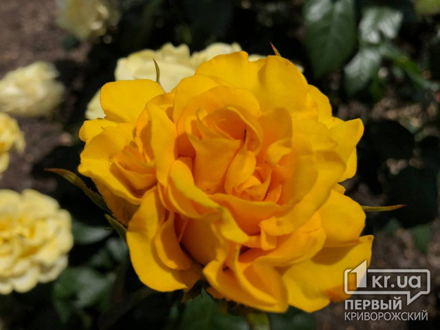 Криворізький ботанічний сад запрошує містян на цвітіння троянд