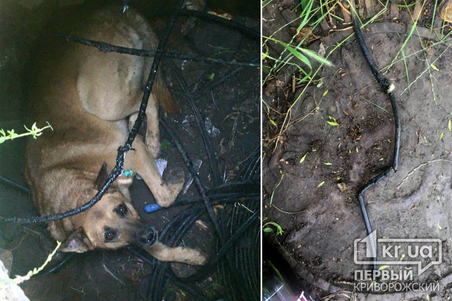 У Кривому Розі рятувальники витягли собаку з триметрового колодязя