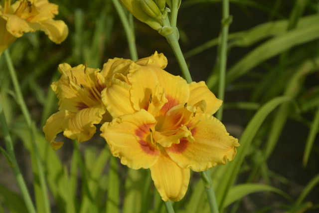 В Криворізькому ботанічному саду квітнуть лілії