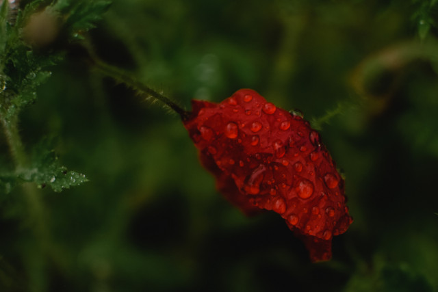 Погода в Кривом Роге 9 июня