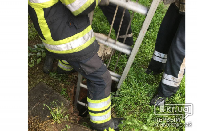 Криворожские спасатели достали кота из канализационного люка
