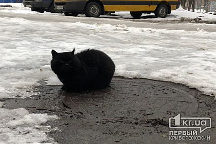Криворожане требуют признать котов частью экосистемы города