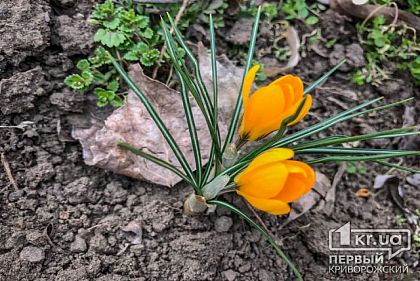 Українців штрафуватимуть за торгівлю першоцвітами