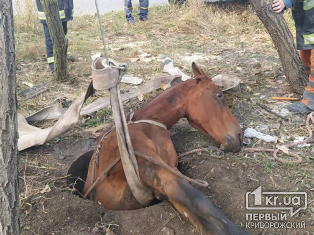 В Кривом Роге чрезвычайники достали лошадь из ямы
