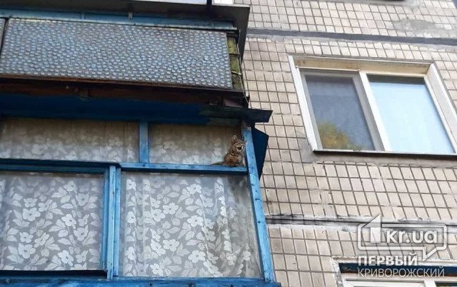 Криворожские спасатели освободили застрявшего в балконной раме котенка