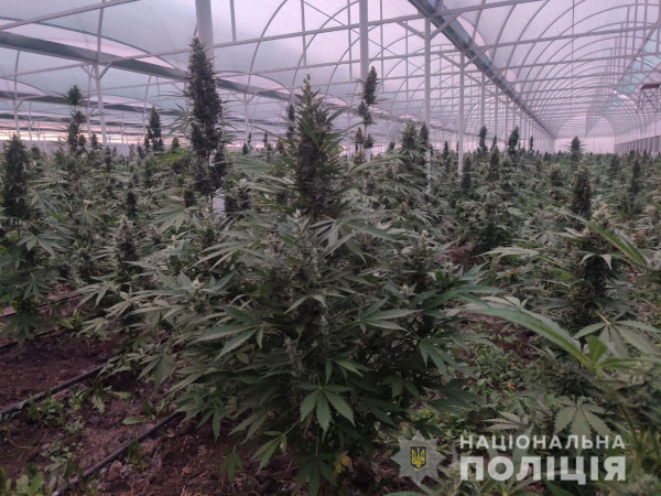 Конопля теплицы выращивание марихуаны в россии