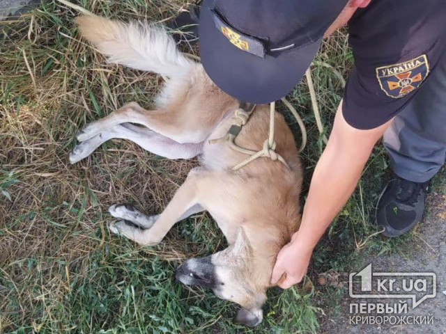 В Кривом Роге спасатели достали собаку из коллекторного колодца