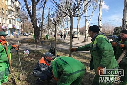 Эстетика, а не экология: на проспекте Металлургов высаживают катальпу