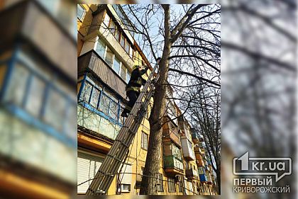 Пожарные сняли кота с дерева