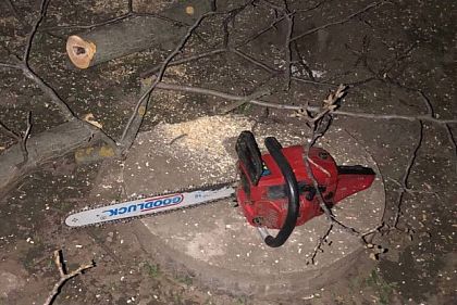 Задержан криворожанин, который спиливал ветки деревьев